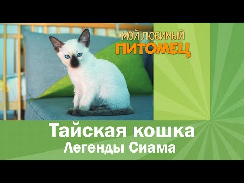 Видео: ТАЙСКАЯ КОШКА: злая и мстительная или верный друг?