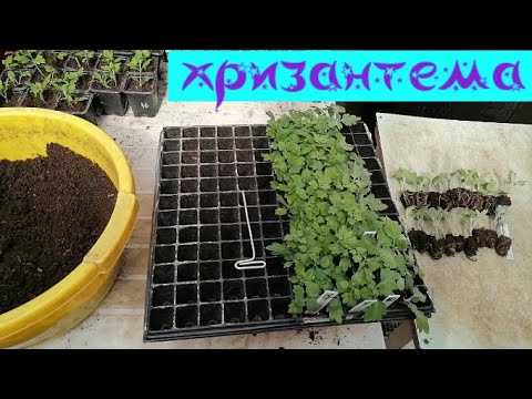 Видео: Хризантема круглый сезон. Зачем размножать/покупать черенок/ на зиму? Выращивание черенка на продажу