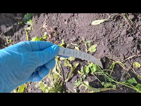 Видео: Фиторфтороз у картофеля, разбор по сортам