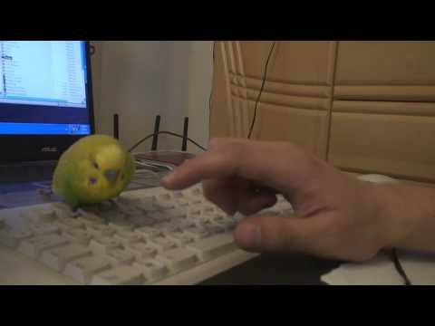 Видео: Кеша играет и болтает