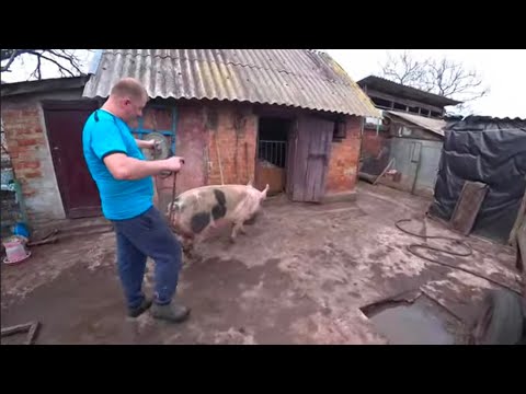 Видео: Возили свинку на злучання... дрібний ремонт двигуна!!!