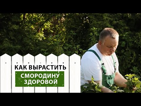 Видео: Смородина. Как вырастить здоровые кусты?