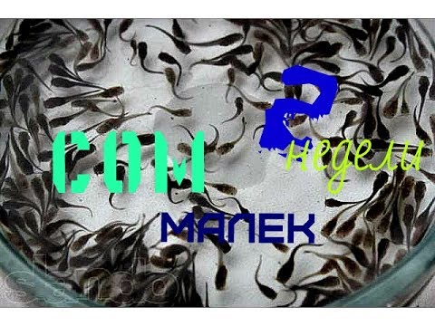 Видео: Клариевый сом. Малек 2 недели от икры.