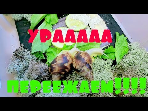 Видео: УЛИТКИ АХАТИНЫ ПЕРЕЕЗЖАЮТ В НОВЫЙ ДОМ!!!