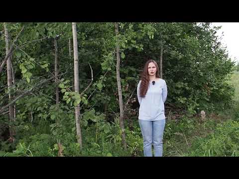 Видео: Осина
