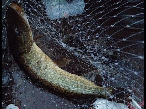 Видео: Тростниковое озеро. Красотище . Рыбалка