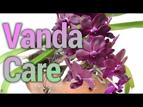 Видео: Методы выращивания Ванды на подоконнике