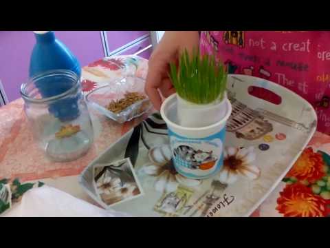 Видео: Как очень быстро вырастить дома траву для кошки