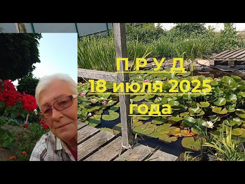 Видео: Пруд 25 июля 2025 года. Рыбки погибли, нимфеи выжили
