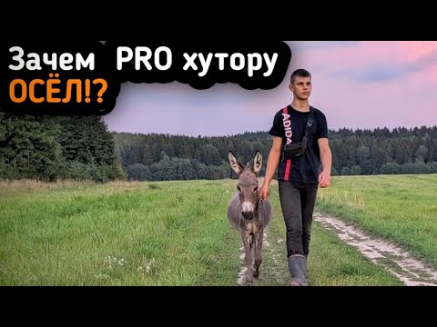Видео: Теперь "PRO ослик"!? Заболела Хрюнель...