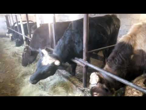 Видео: Сарай для быков первый год эксплуатации. Все +—