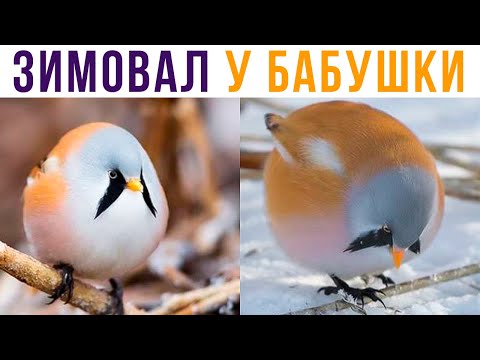 Видео: ЗИМОВАЛ У БАБУШКИ))) Приколы | Мемозг #554