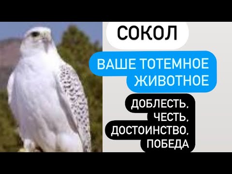 Видео: СОКОЛ- ваше тотемное животное# какие черты характера он вам передает#