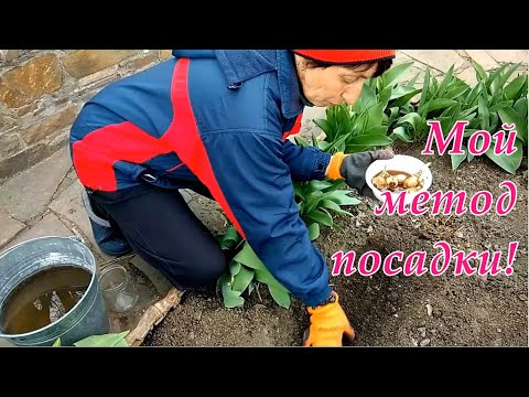 Видео: Знаете ли Вы Что нарциссы можно сажать весной! Как сделать чтобы уже в этом сезоне нарцисс зацвел!