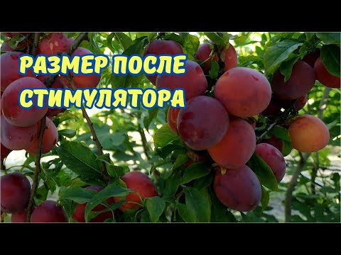 Видео: Огромные плоды после обработки стимулятором, РЕЗУЛЬТАТ.