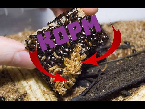 Видео: Приехал корм муравьям.