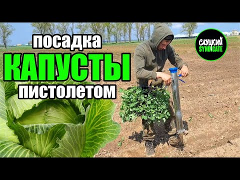 Видео: посадка КАПУСТЫ в открытый грунт