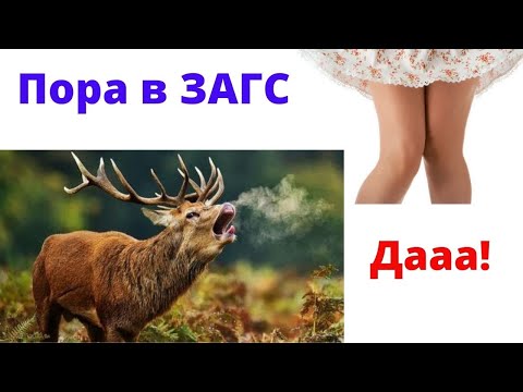 Видео: Мужчин будут загонять в ЗАГС?