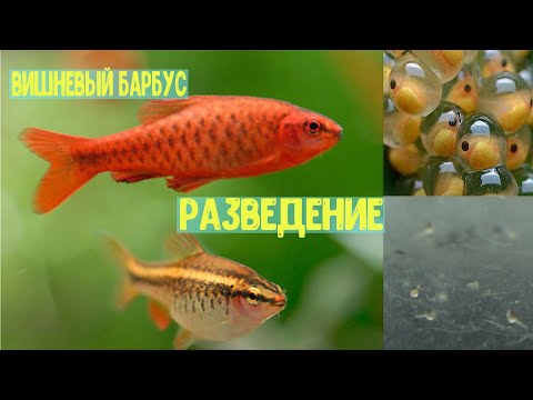 Видео: Разведение вишневого барбуса  мой опыт