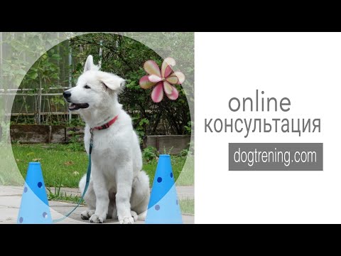 Видео: ДТ - 445. Дистанционная консультация с Марией Смуровой. Москва- Москва.