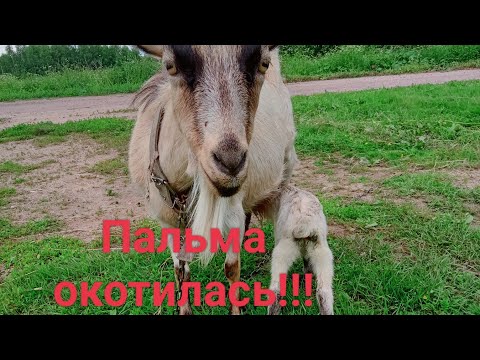 Видео: Коза повторно окотилась!