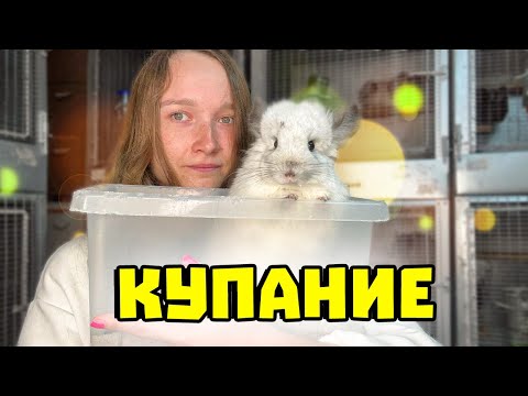 Видео: Купание шиншилл | Песок для шиншиллы