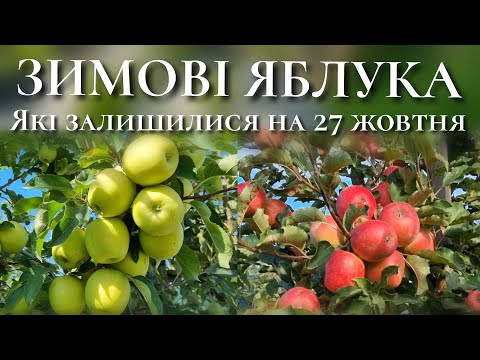 Видео: ЗИМОВІ ЯБЛУКА ЯКІ ГАРНО ЗБЕРІГАЮТЬСЯ