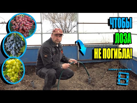 Видео: СРОЧНО ЗАПУСКАЮ КОРНЕВУЮ СИСТЕМУ ВИНОГРАДА, ИНАЧЕ МОЖНО ПОТЕРЯТЬ ЛОЗУ. СЕВЕРНЫЙ ВИНОГРАДНИК 25-13