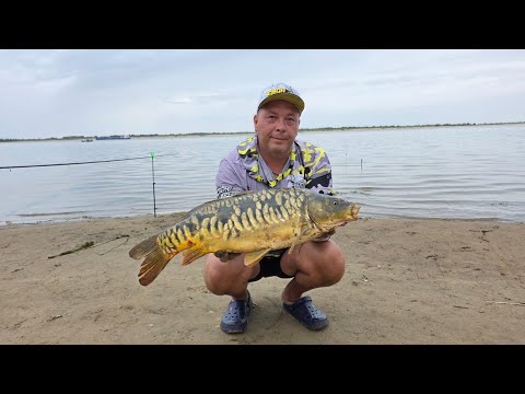 Видео: ПОПАЛИ НА ЖОР ТРОФЕЙНЫХ САЗАНОВ И КАРПОВ! О такой рыбалке мечтает каждый рыбак! 