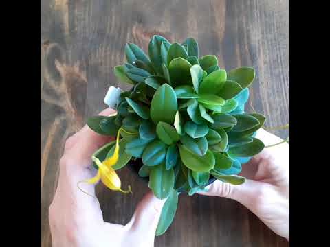 Видео: Masdevallia ivanii. Обзор вида и как выращивать.