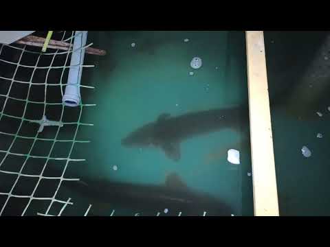 Видео: Мелкие неприятности