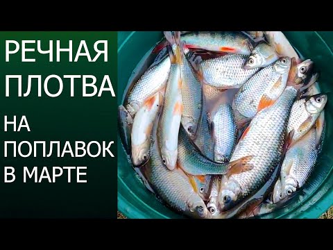 Видео: На что клюет ПЛОТВА | ЛОВЛЯ В ПРОВОДКУ .ловля плотвы В МАРТЕ !!! #Maxi Fish