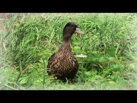 Видео: Семёновская чубарая линия подсадных уток, настоящая экзотика для наших мест.
