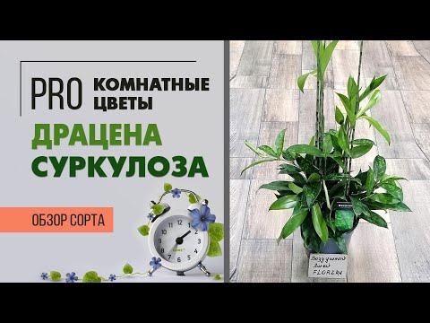 Видео: Драцена Суркулоза - светящееся чудо природы | Обзор интересного сорта драцены