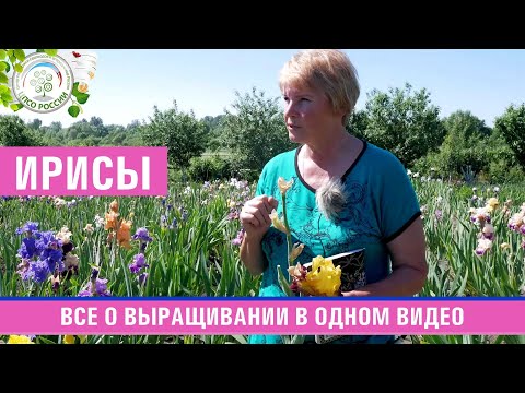 Видео: ВСЕ О ВЫРАЩИВАНИИ ИРИСОВ В ОДНОМ ВИДЕО! Секреты от коллекционера ИРИСОВ Кулагиной Веры Лаврентьевны.