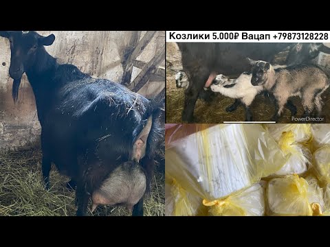 Видео: Четыре козлёнка от одной козы// творог из козьего молока на закваске// Заложил инкубатор