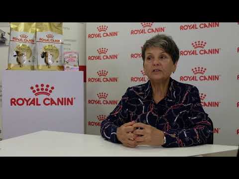 Видео: Метаморфозы сплошного окраса: акромеланические окрасы.