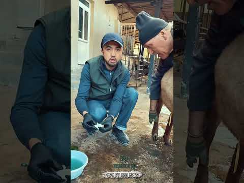 Видео: КУЙ ТУЁГИ ЧИРИШИ | QO'Y TUYOGI CHIRISHI