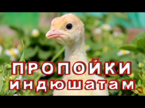 Видео: ПРОПОЙКИ ДЛЯ ИНДЮШАТ. МИФЫ о бройлерной индейке