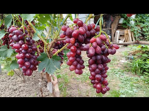 Видео: Кузьмич коротка середня обрізка. Перші враження!!!