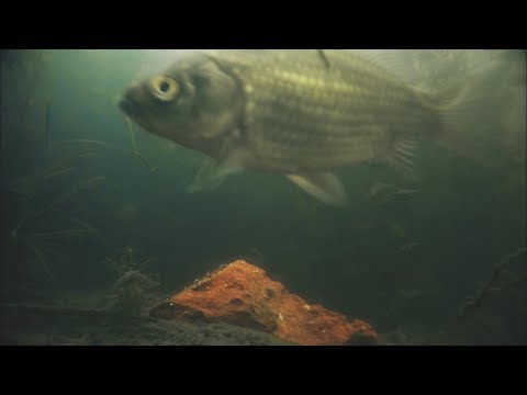 Видео: Реакция рыбы на КИРПИЧ С КЕРОСИНОМ КАРАСЬ Подводное видео