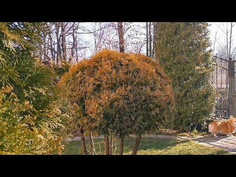 Видео: Вечнозеленые в межсезонье делают сад