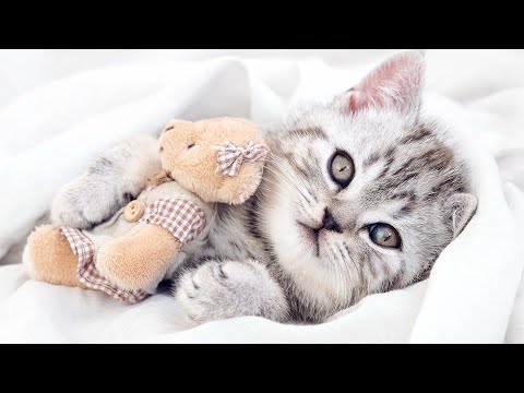 Видео: Успокаивающая музыка для сна с кошачьим мурлыканьем 😽💤Music to Relax Cats
