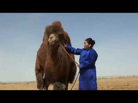 Видео: Ботго авахуулах зан үйл (2015 он)