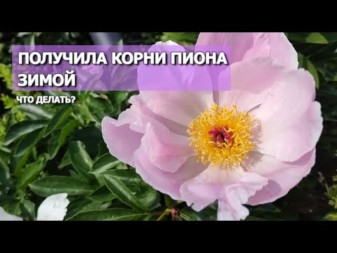 Видео: ПОЛУЧИЛА КОРНИ ПИОНОВ ЗИМОЙ...ЧТО ДЕЛАТЬ? | Как сохранить пионы до посадки весной