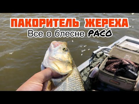 Видео: ЖЕРЕХ НА БЛЕСНУ PACO Pontoon 21 | ВСЕ О БЛЕСНЕ PACO