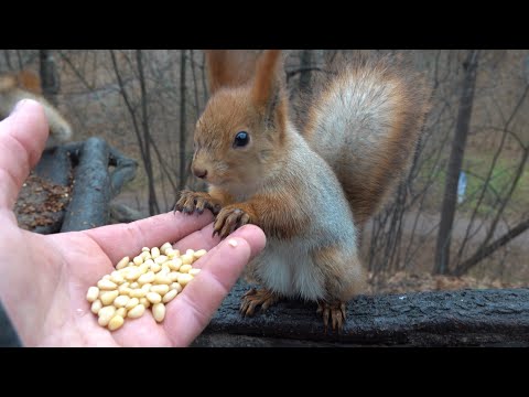 Видео: Кормлю знакомых белок / I feed familiar squirrels