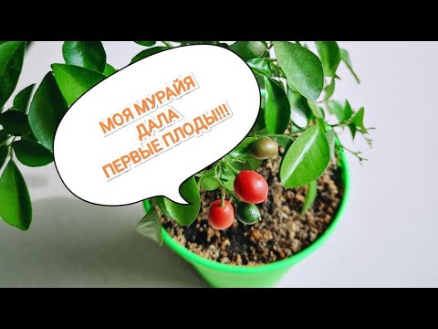 Видео: МУРАЙЯ ДАЛА ПЕРВЫЕ ПЛОДЫ)))🍒 + НЕСКОЛЬКО ИНТЕРЕСНЫХ ФАКТОВ