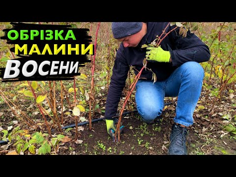 Видео: Як обрізати ремонтантну малину⁉️Як обрізати літню малину⁉️