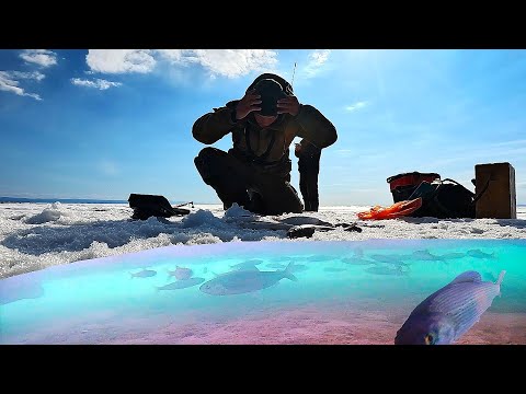 Видео: ЛЕСКА В ХЛАМ ОТ ТАКИХ ХАРЮЗЕЙ! СТОЛЬКО РЫБЫ Я ЕЩЁ НЕ ВИДЕЛ! Рыбалка на хариуса!